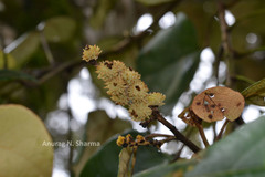 Mallotus tetracoccus